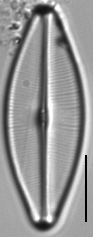 Sellaphora bacilloides LM5