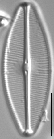 Sellaphora bacilloides LM3