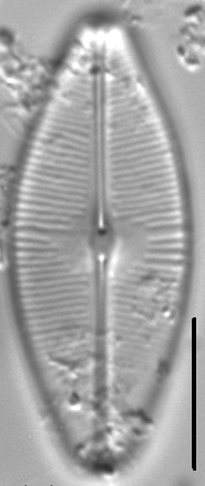 Sellaphora bacilloides LM2