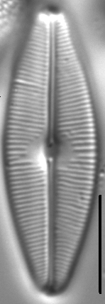 Sellaphora bacilloides LM1