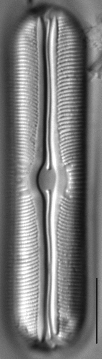 Sellaphora alastos LM4