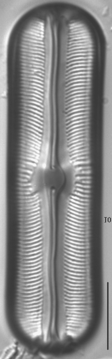 Sellaphora alastos LM5