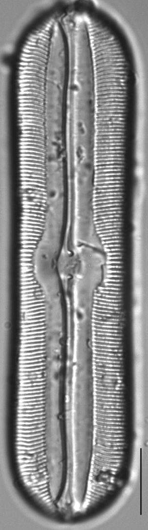 Sellaphora americana LM4