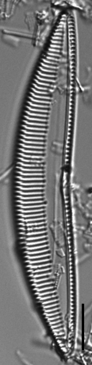 Seminavis eulensteinii LM2