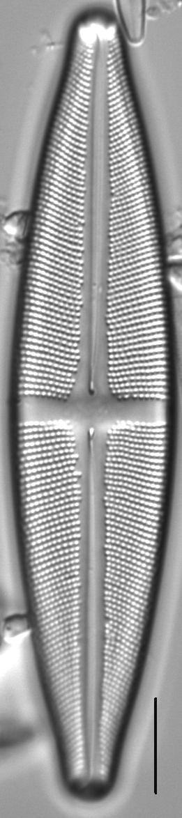 Stauroneis gracilis LM4