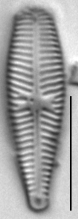 Gomphosinica geitleri LM5