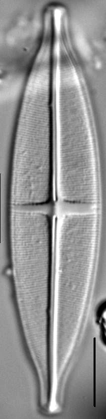 Stauroneis siberica LM5