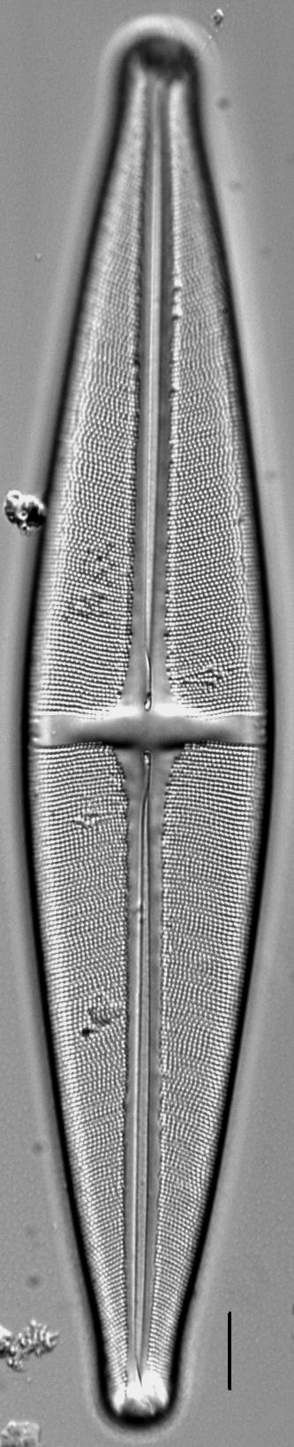 Stauroneis submarginalis LM1