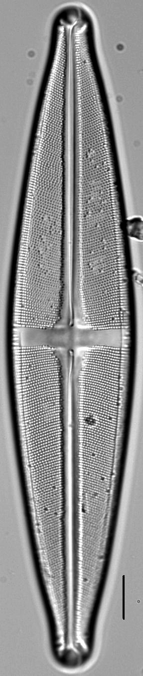 Stauroneis submarginalis LM3