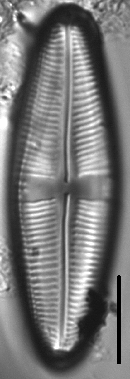 Staurophora amphioxys LM5