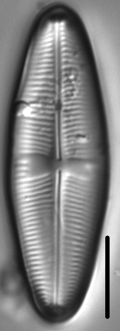 Staurophora amphioxys LM6