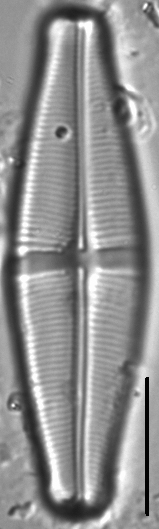 Staurophora brantii LM1