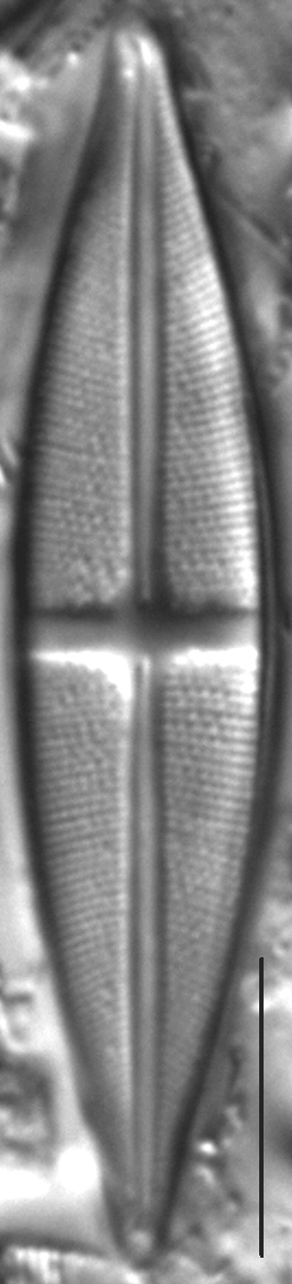 Stauroneis boyntoniae LM4