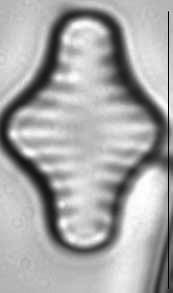 Staurosira construens LM2