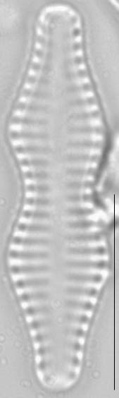 Staurosira construens var binodis LM3