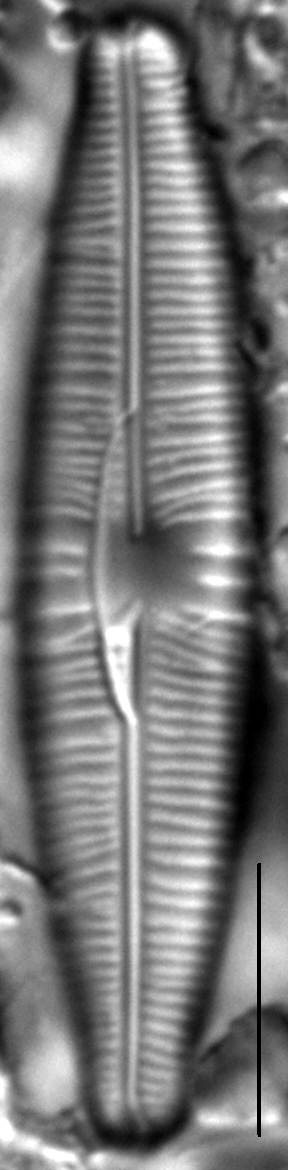 Staurophora columbiana LM1