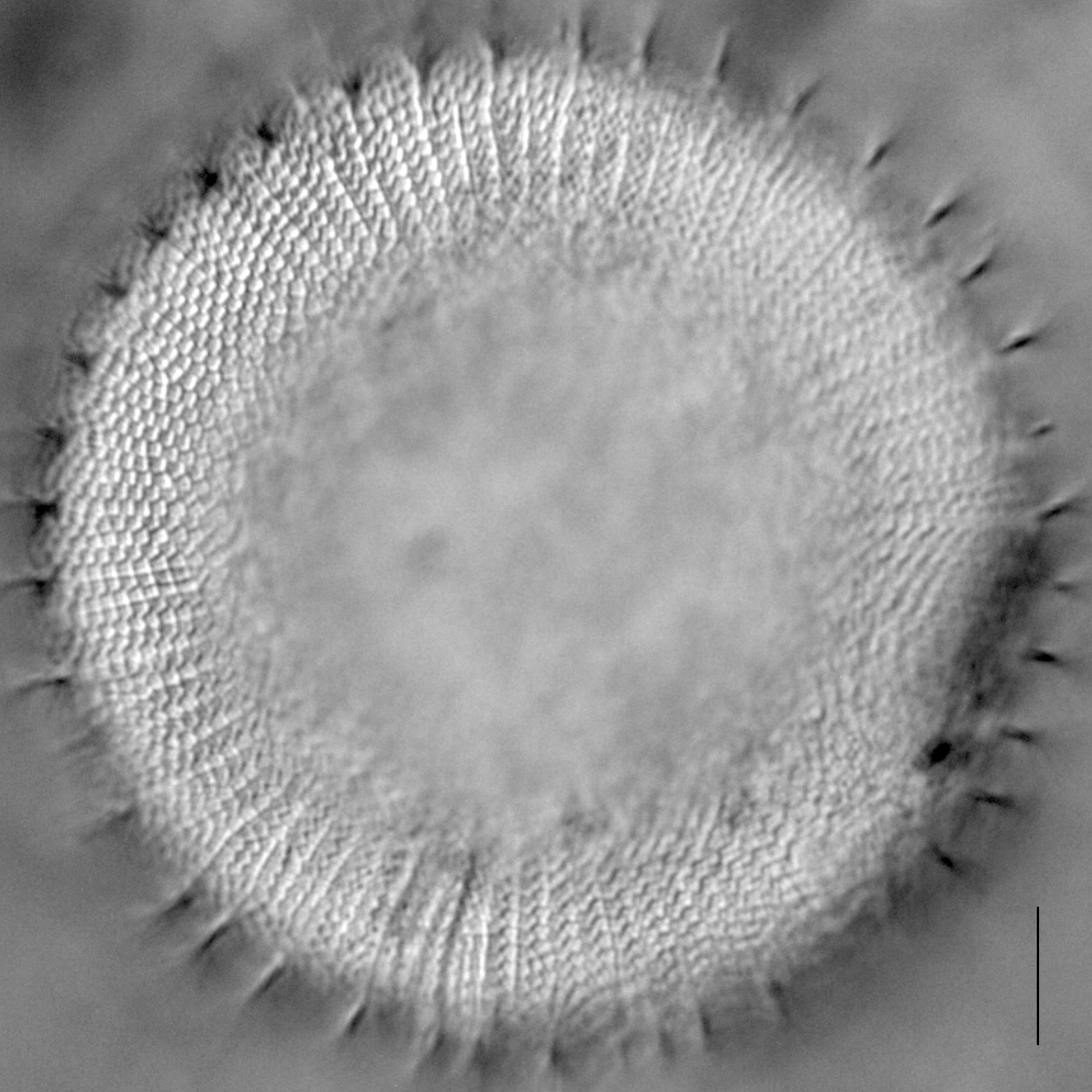 Stephanodiscus reimeri LM6