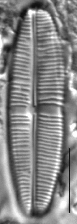 Staurophora soodensis LM1