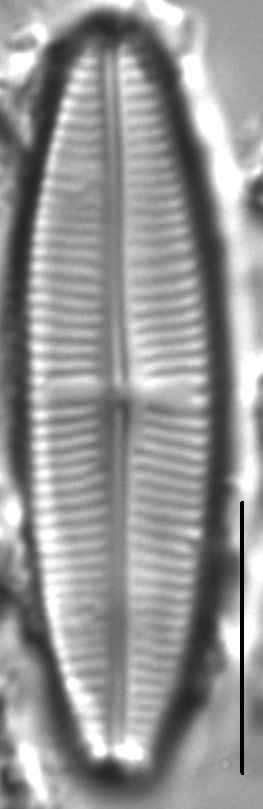 Staurophora soodensis LM3