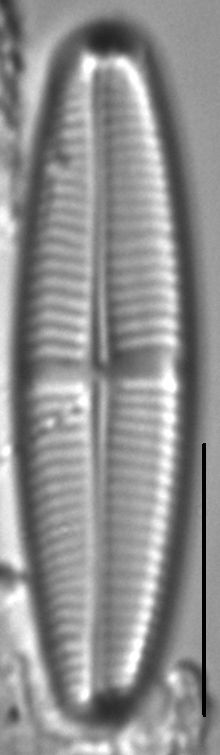 Staurophora soodensis LM5