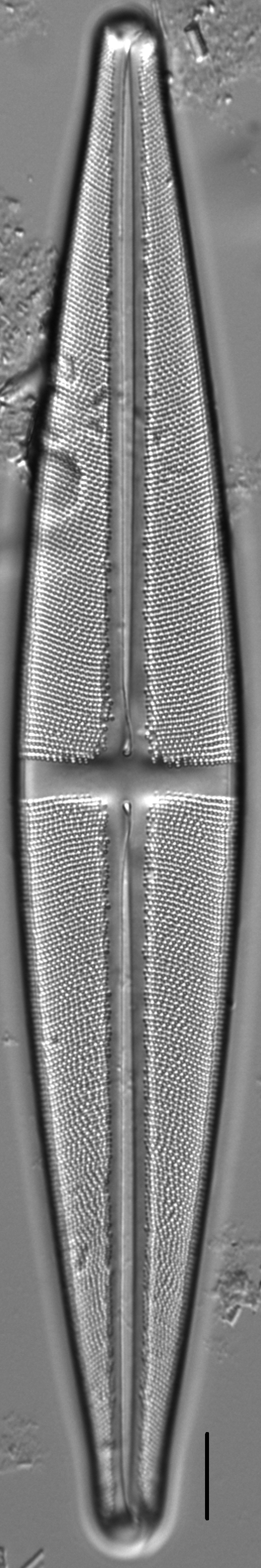 Stauroneis supergracilis LM13