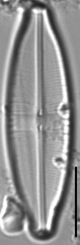 Staurophora wislouchii LM6