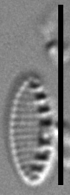 Nitzschia inconspicua LM7