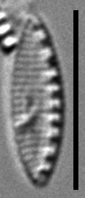 Nitzschia inconspicua LM6