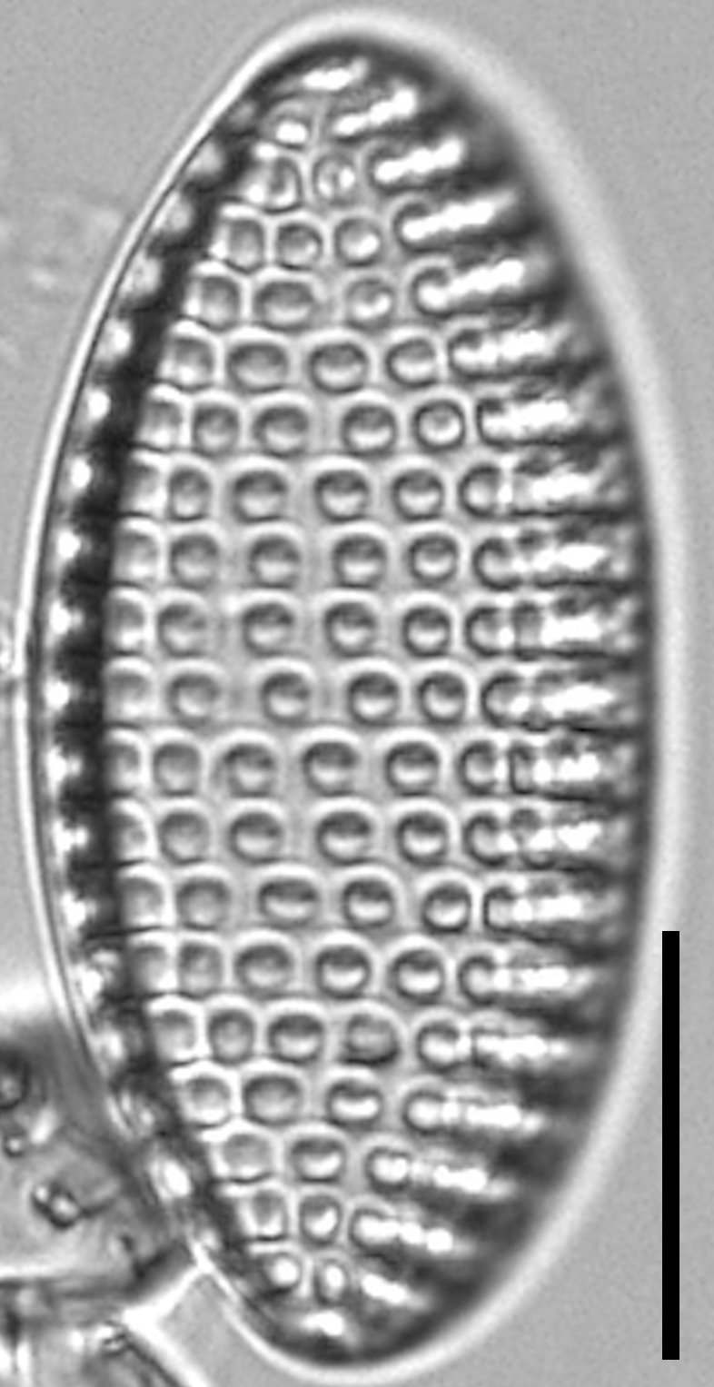 Tryblionella Granulata Lm3