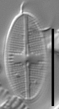 Psammothidium nivale LM6