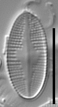 Psammothidium nivale LM7