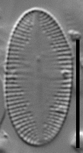 Psammothidium nivale LM1