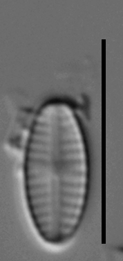 Sellaphora saugerresii LM2