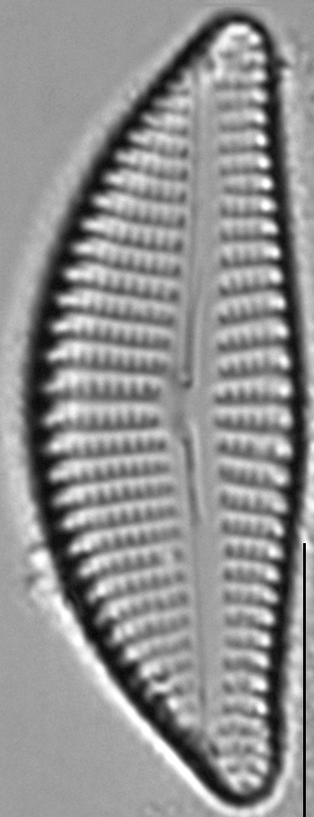 Encyonema auerswaldii LM3