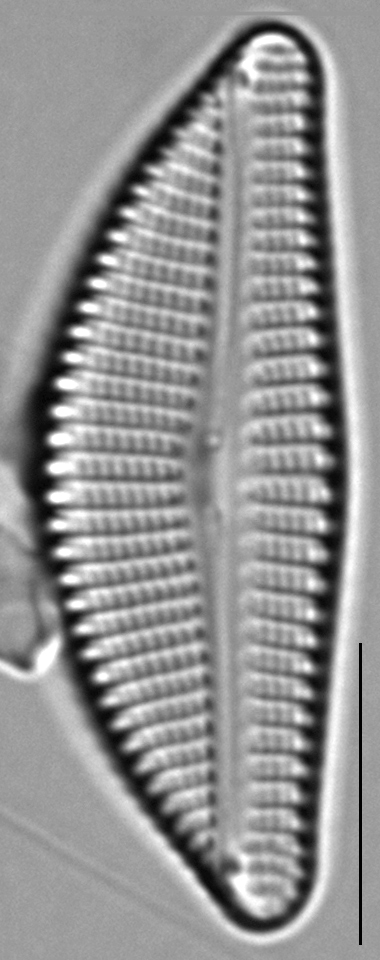 Encyonema auerswaldii LM5