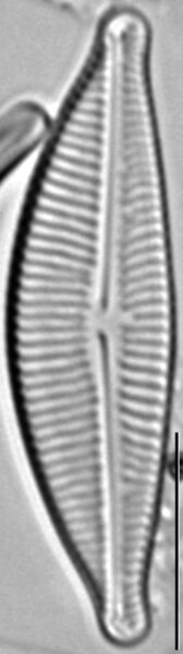 Encyonema hamsherae LM3