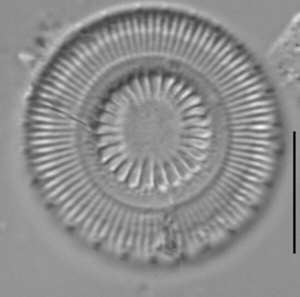 Discostella asterocostata LM2