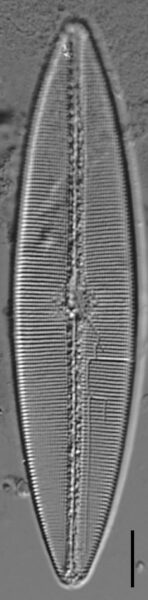 Craticula coloradensis LM1