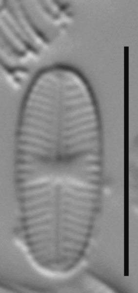 Sellaphora nigri LM3