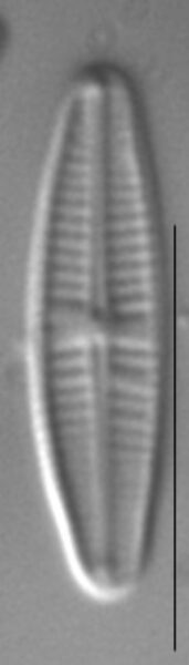 Achnanthidium pyrenaicum LM3