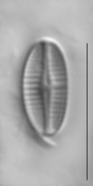 Achnanthidium rivulare LM1