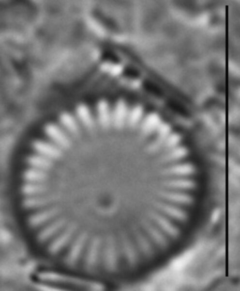 Cyclotella atomus LM7