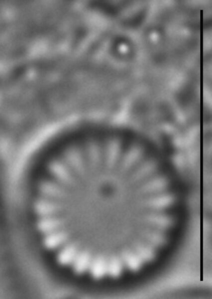 Cyclotella atomus LM8