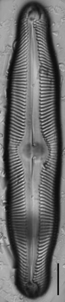 Pinnularia decrescens LM3