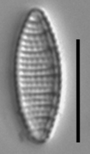 Nitzschia semirobusta LM1