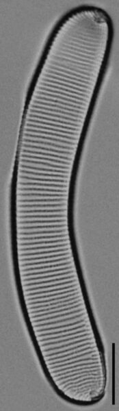 Eunotia pseudoparallela LM7