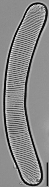 Eunotia pseudoparallela LM6