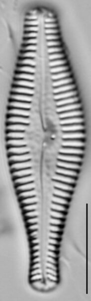 Gomphonema manubrium LM2