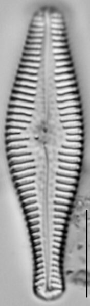 Gomphonema manubrium LM3