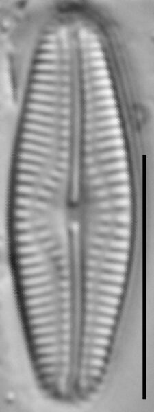 Pseudofallacia monoculata LM2